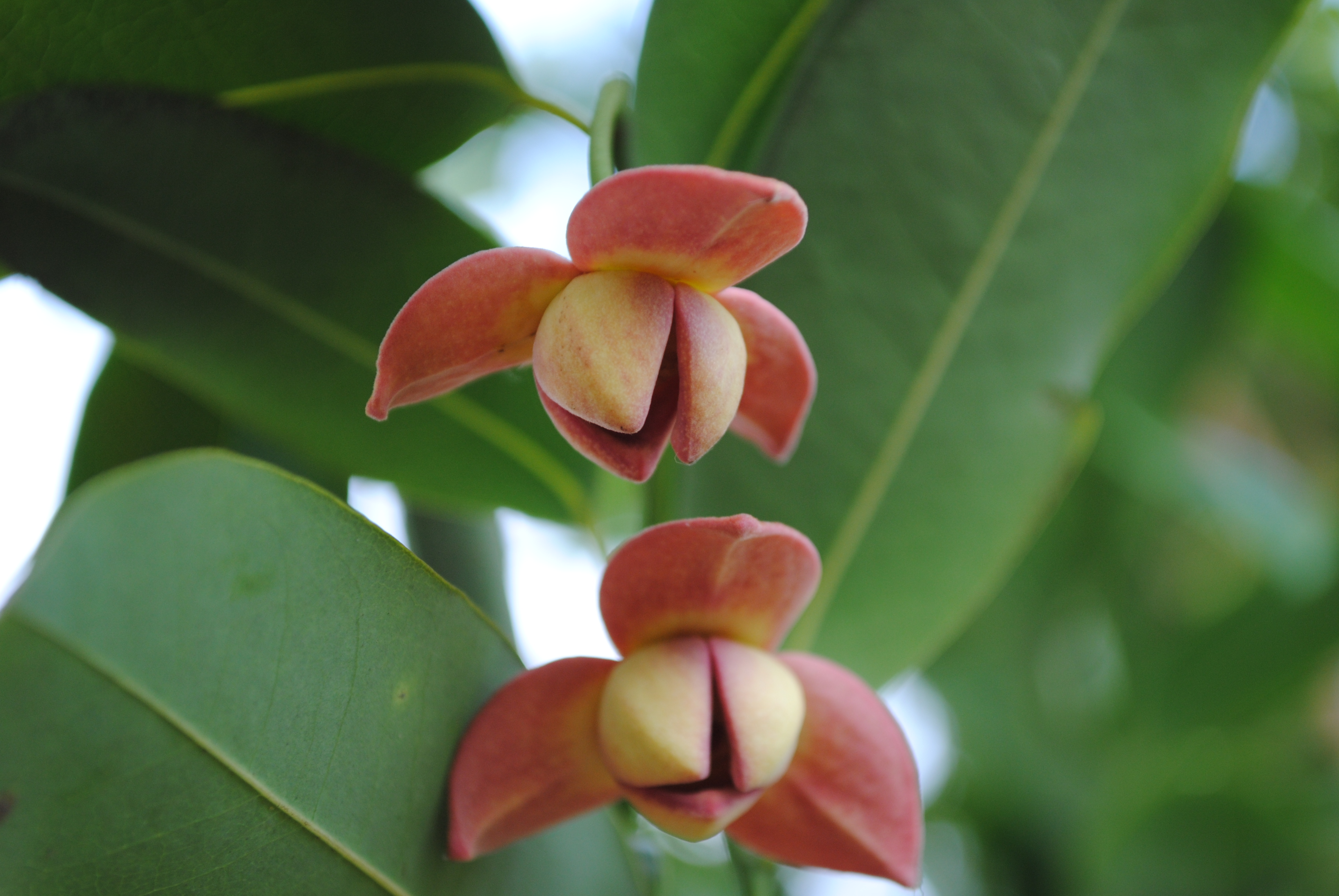 ลำดวนแดง