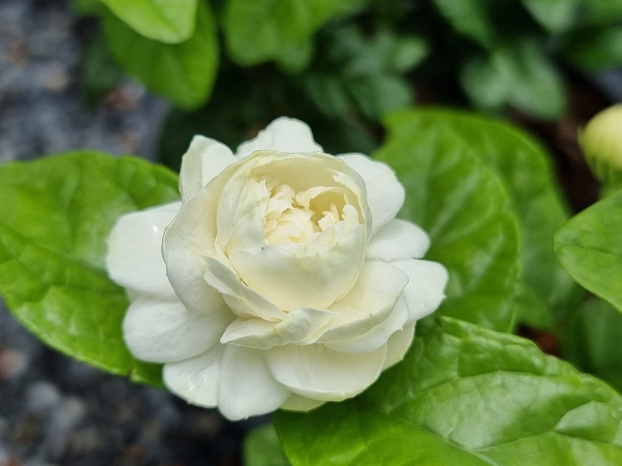 มะลิซ้อน