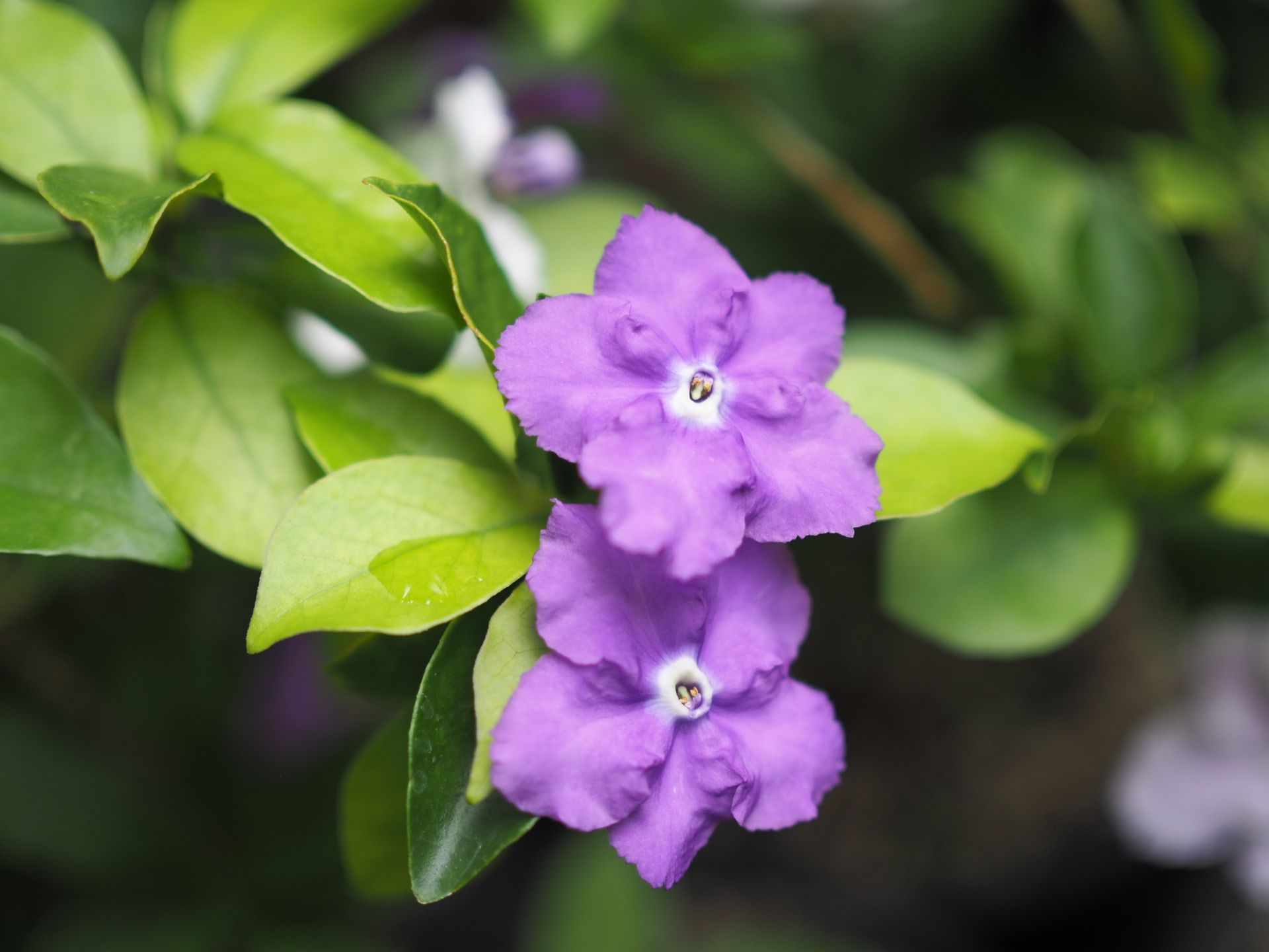 พุดสามสี