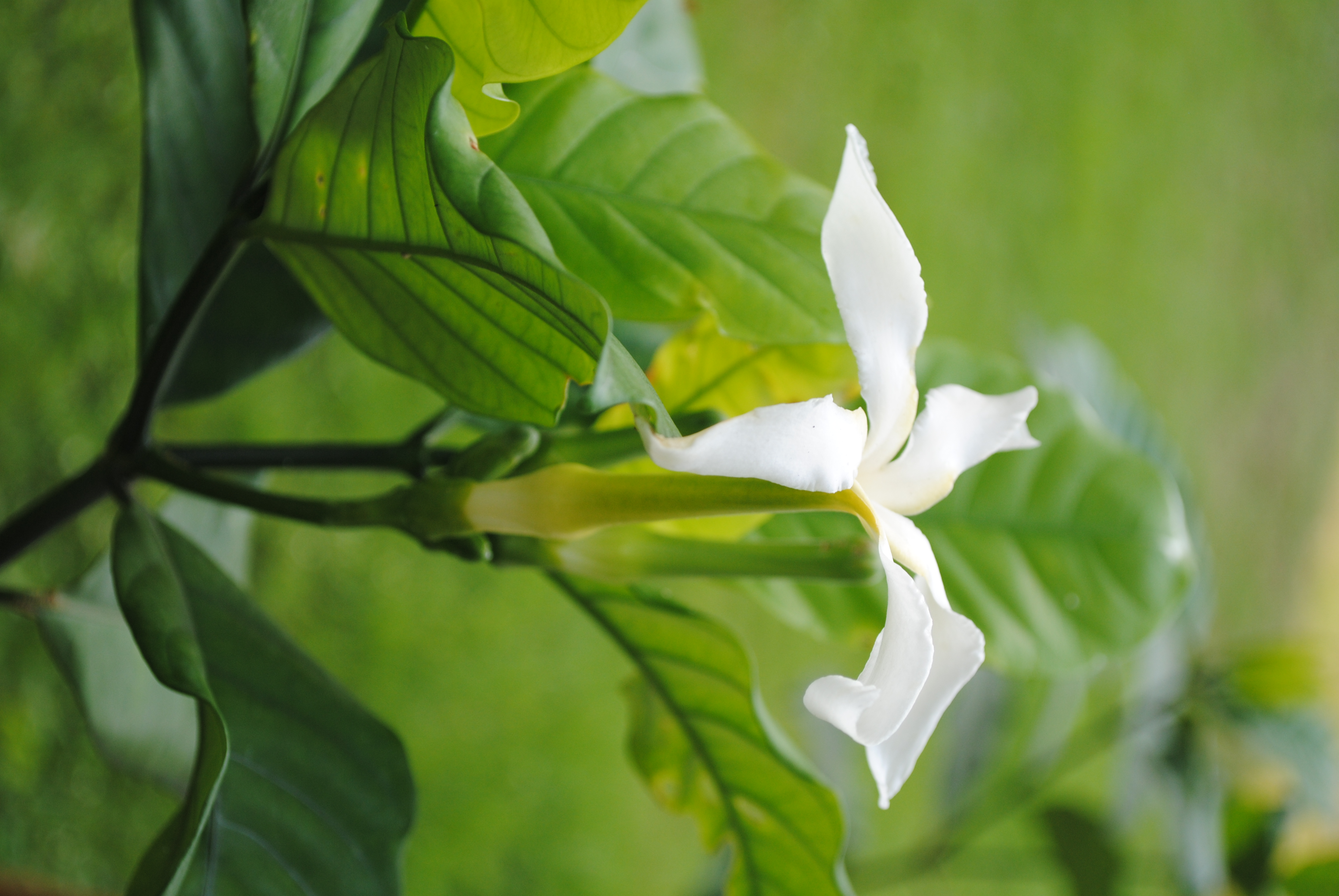 พุดเศรษฐีสยาม