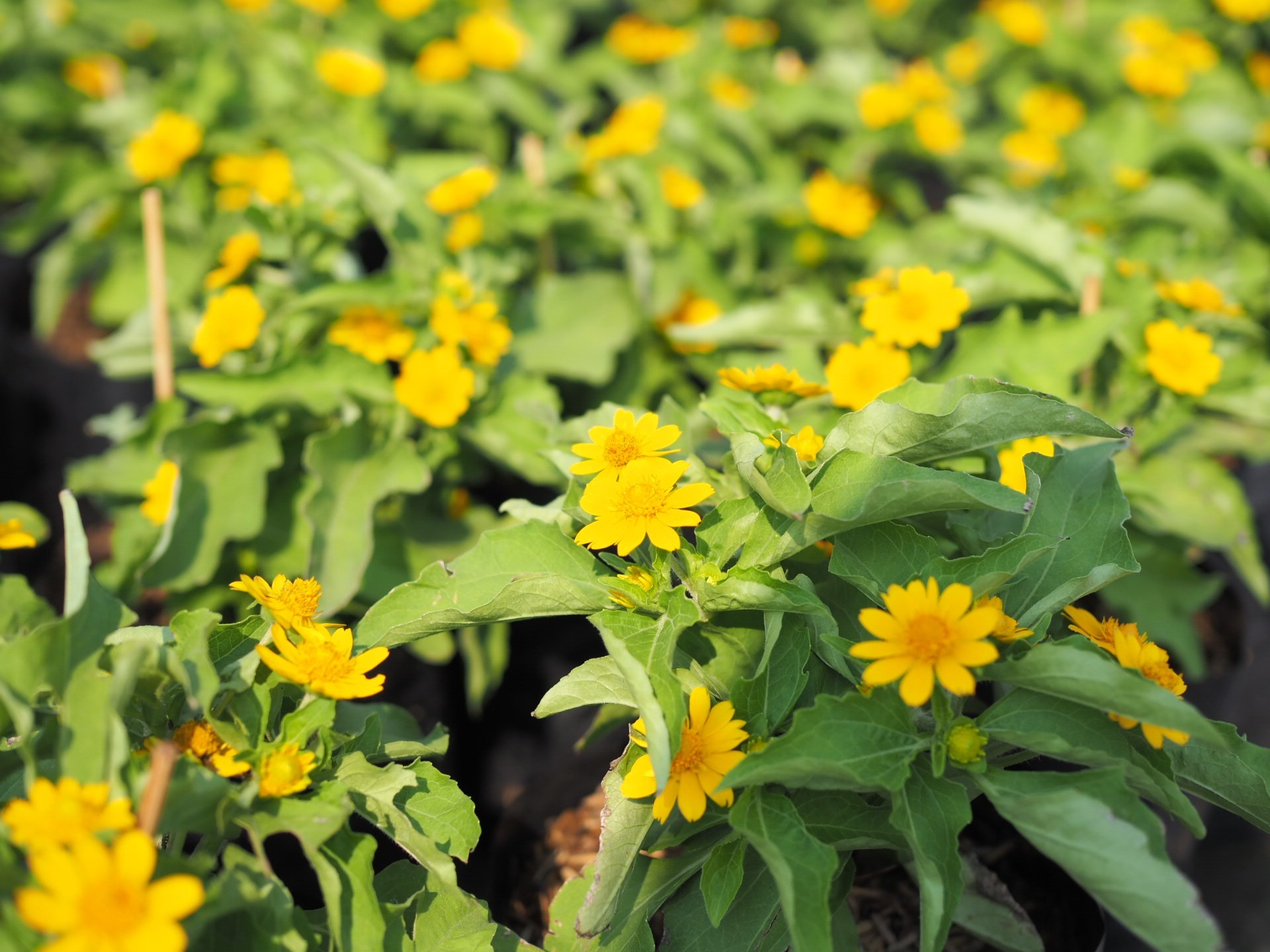 กระดุมทอง