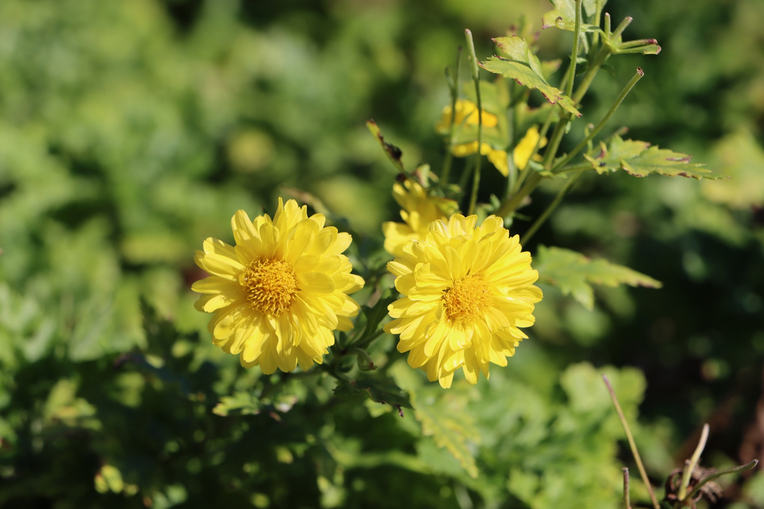 เก๊กฮวย