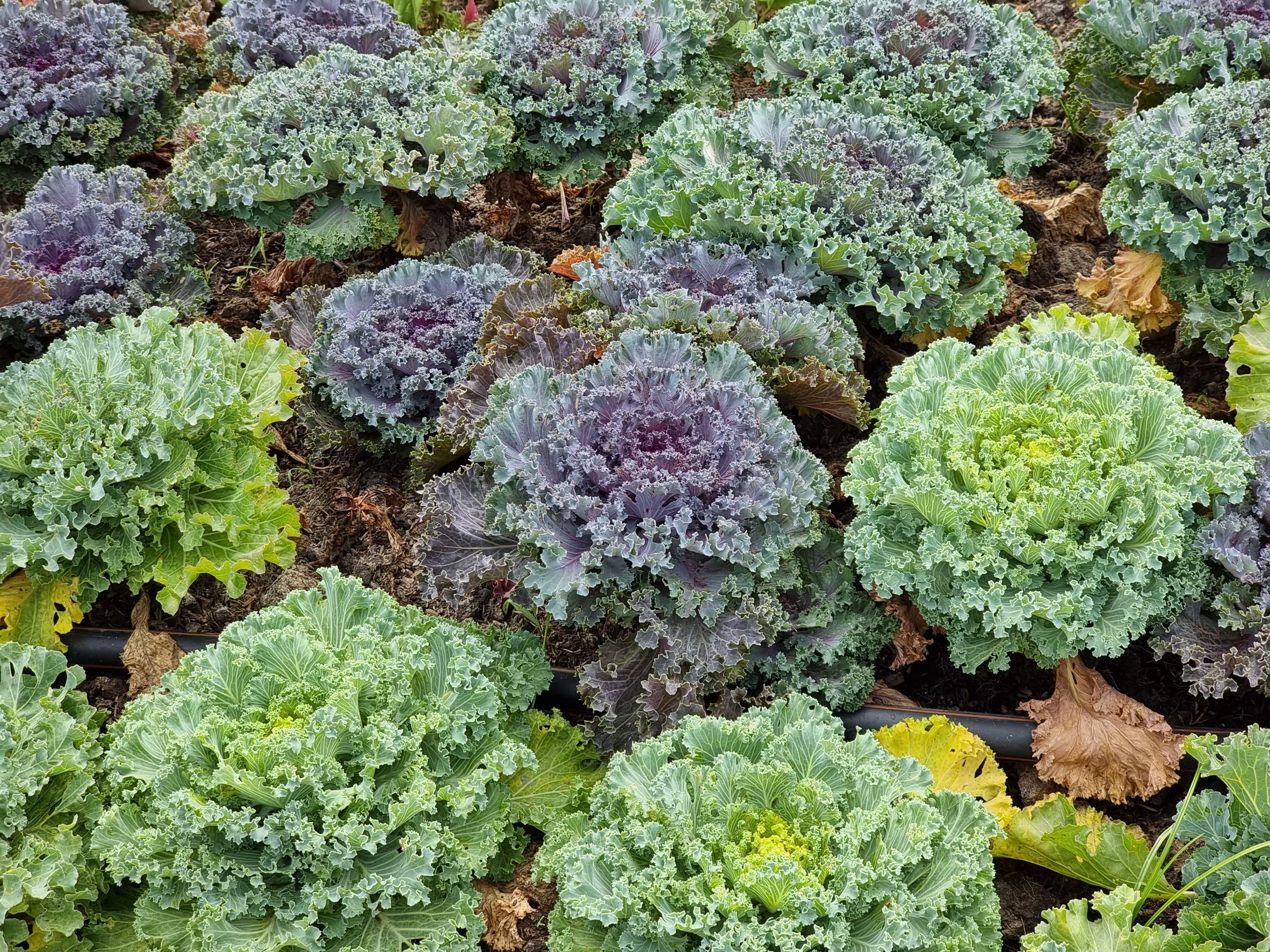 กะหล่ำประดับ