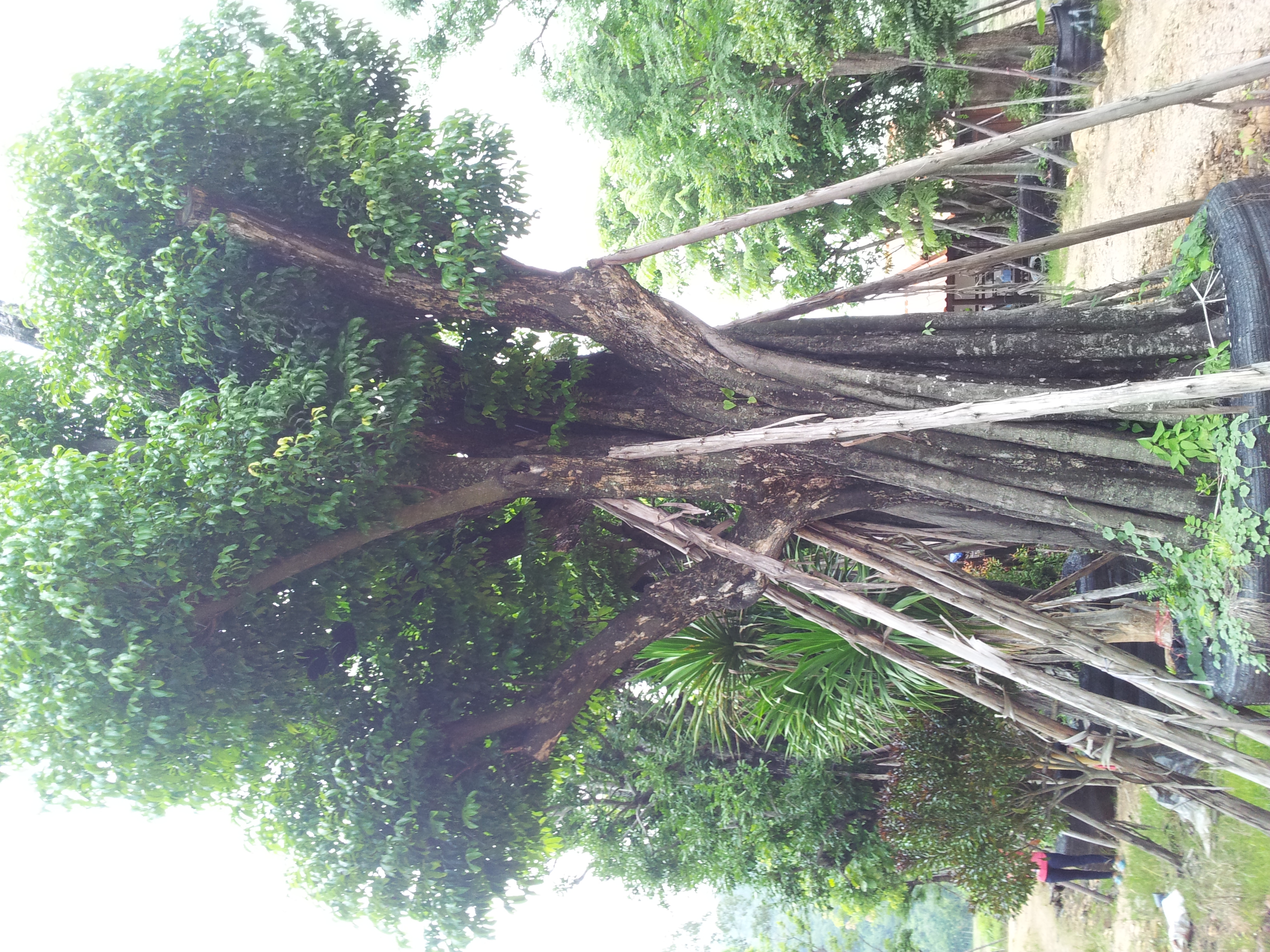 อินจัน