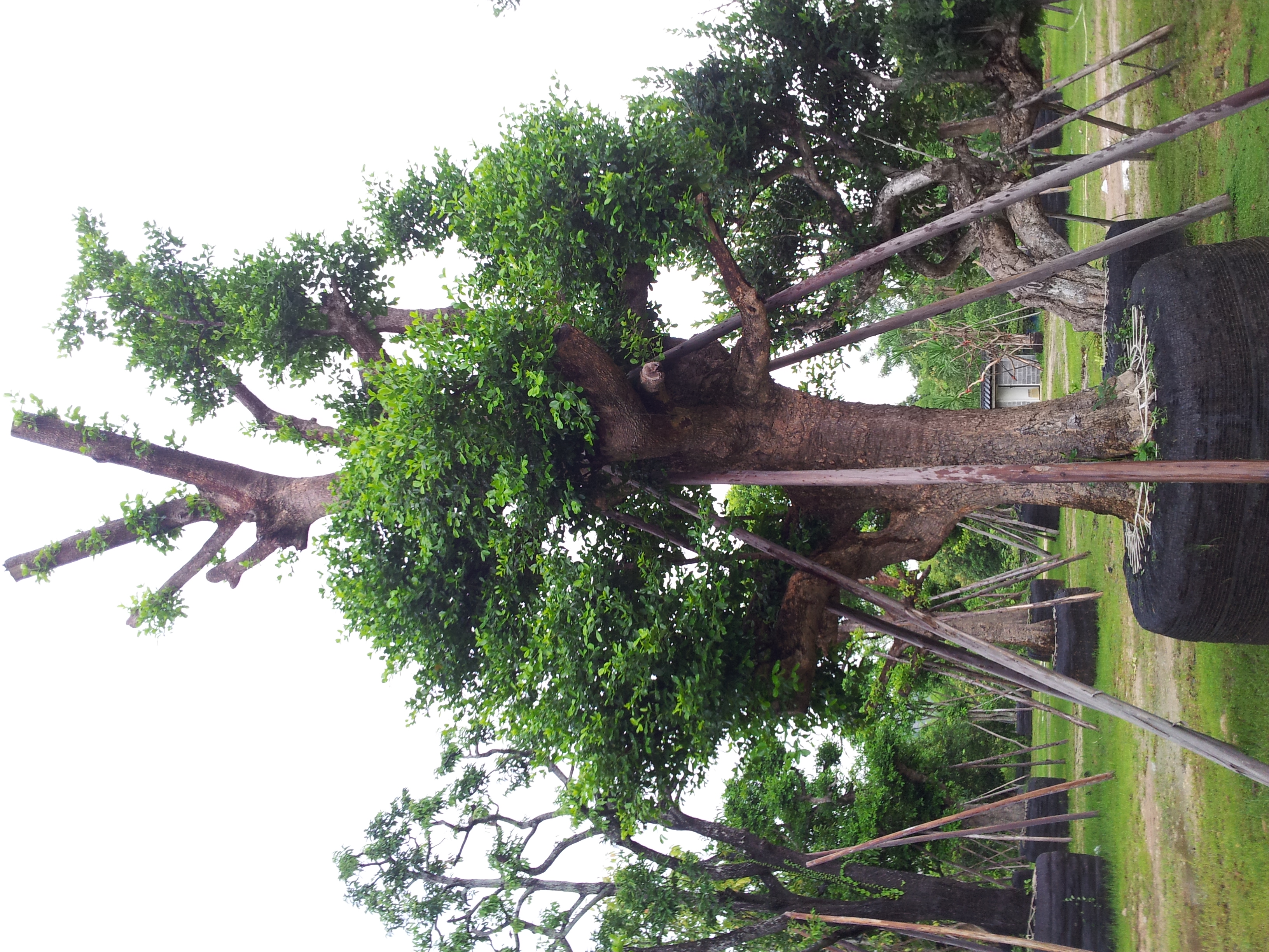 มั่งมี