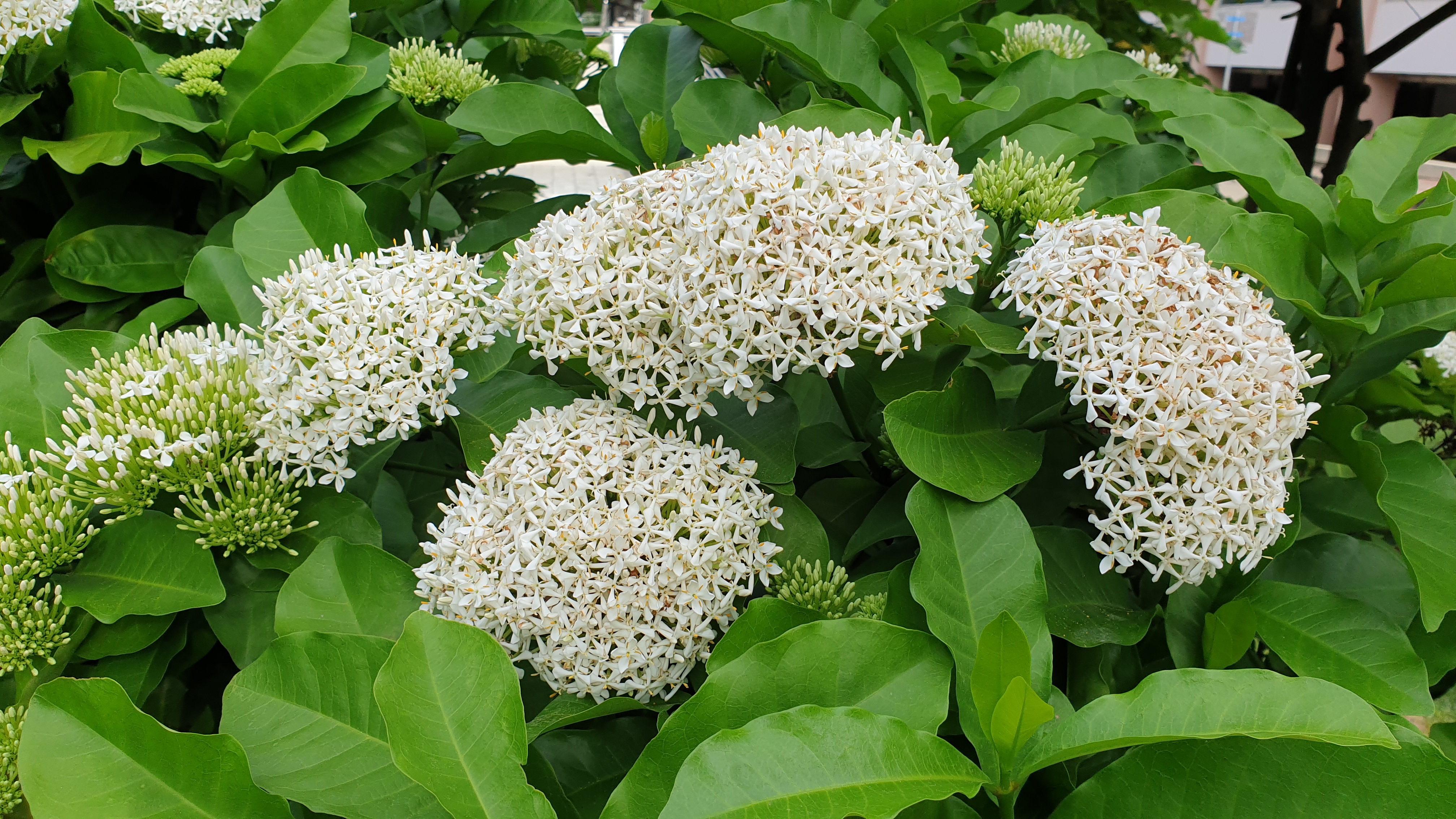 เข็มหอม