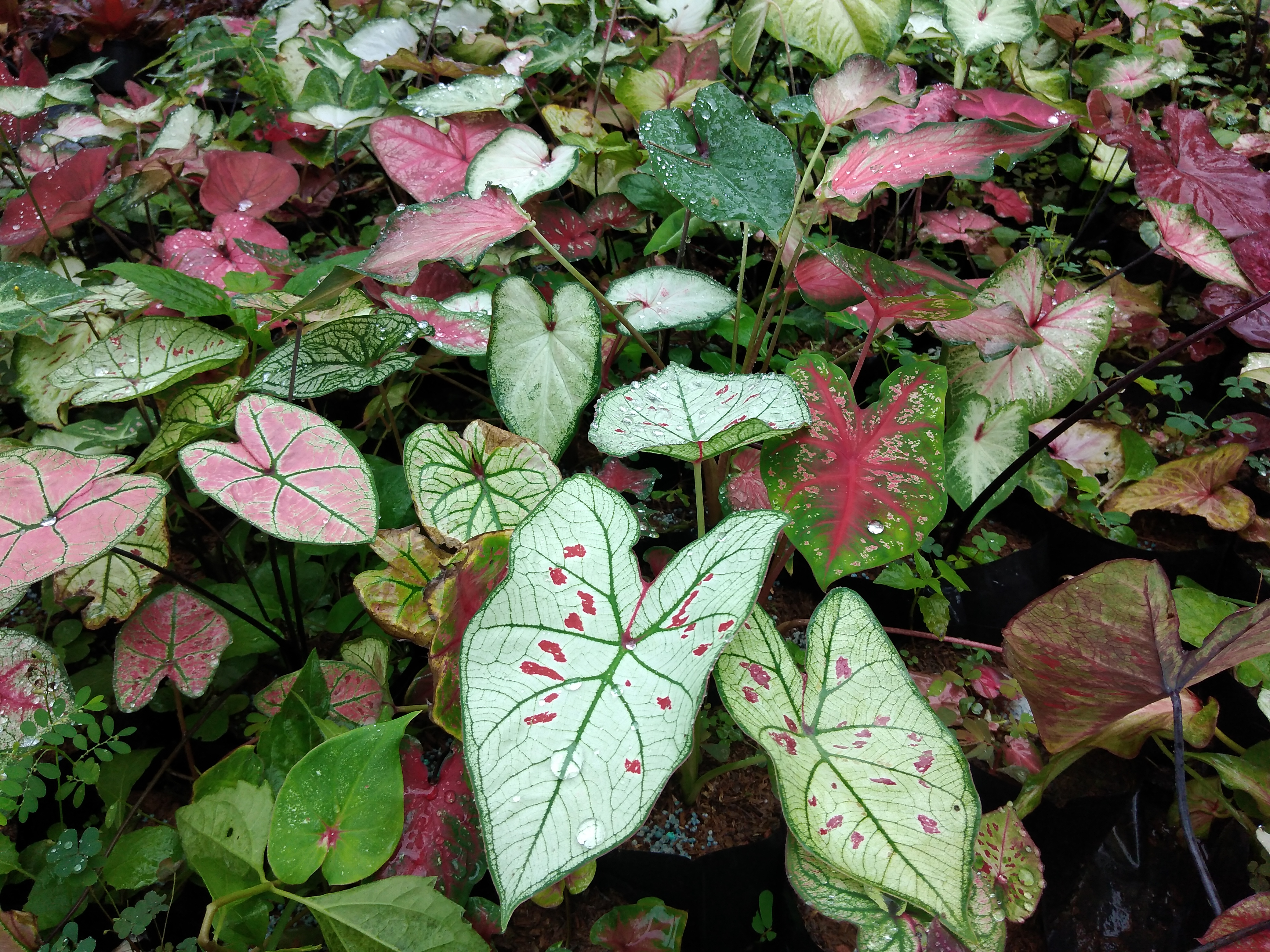 บอนสี