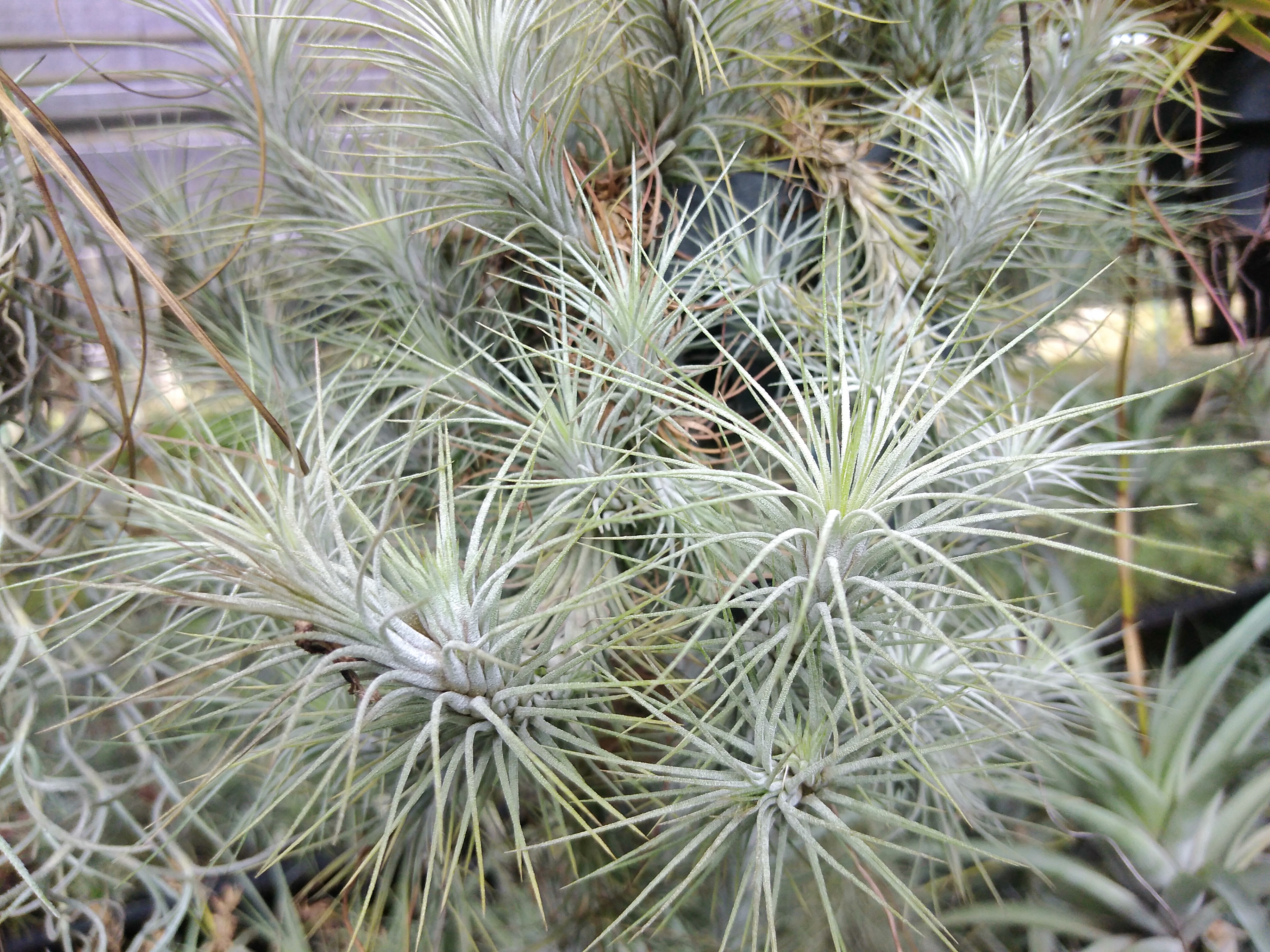 ทิลแอนด์เซีย