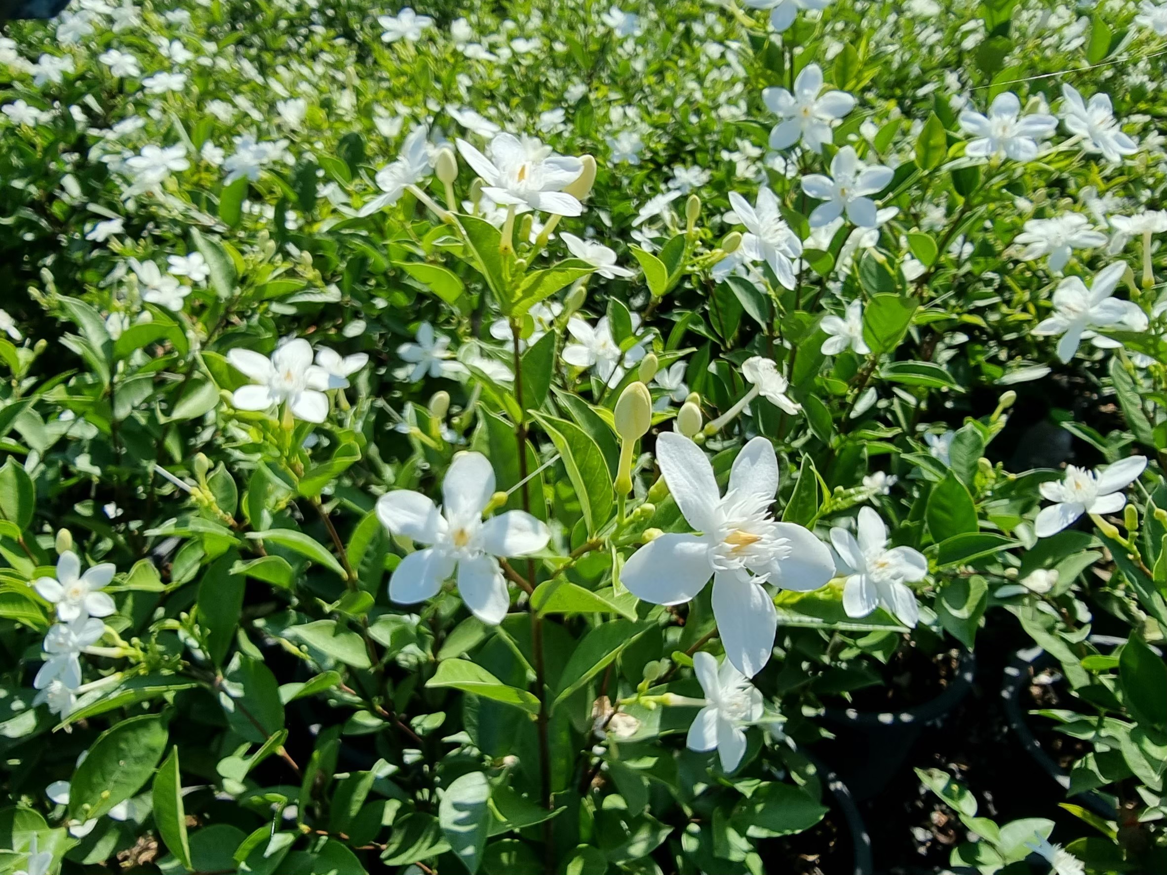 พุดพิชญา