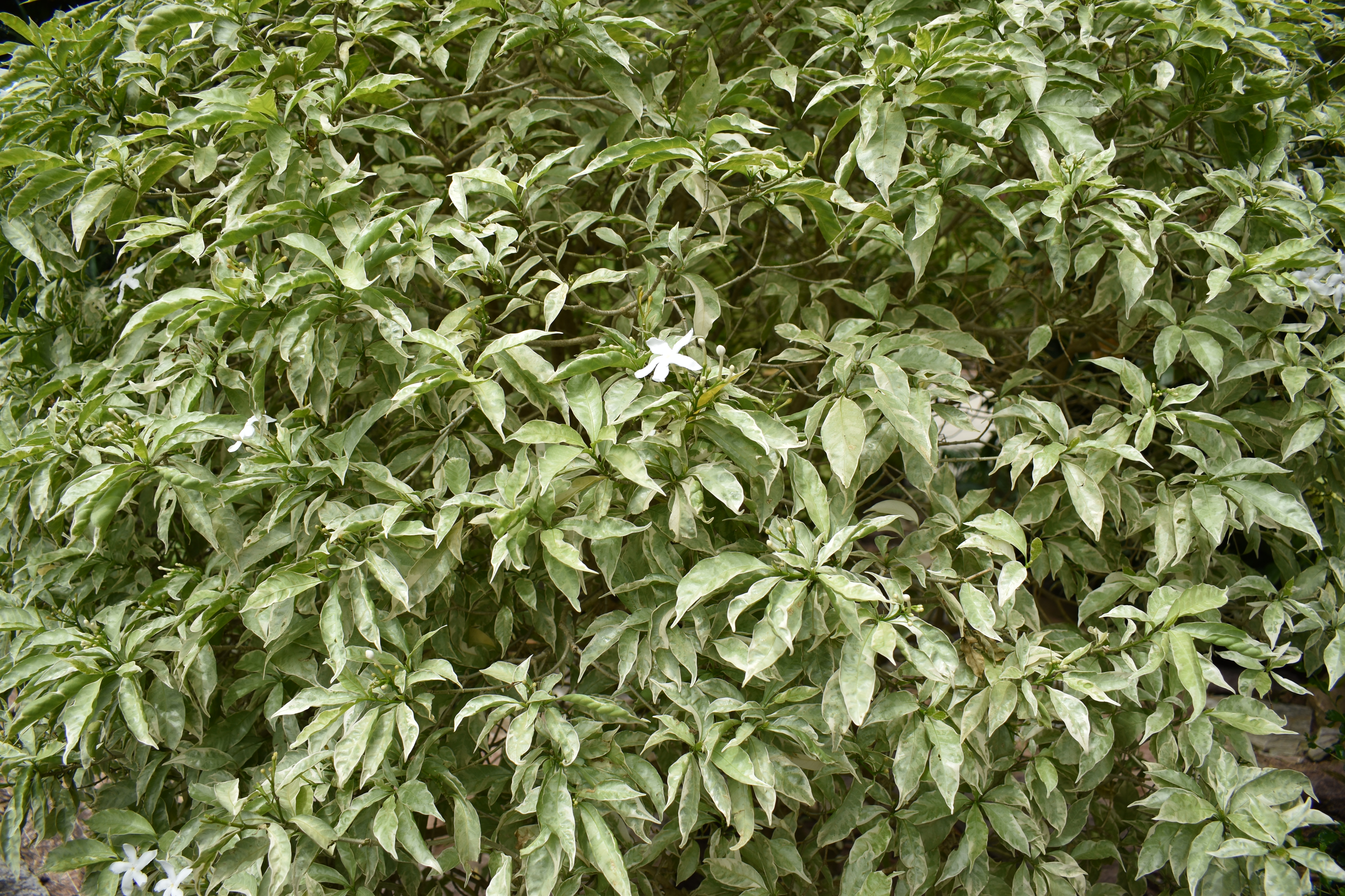 พุดศุภโชค