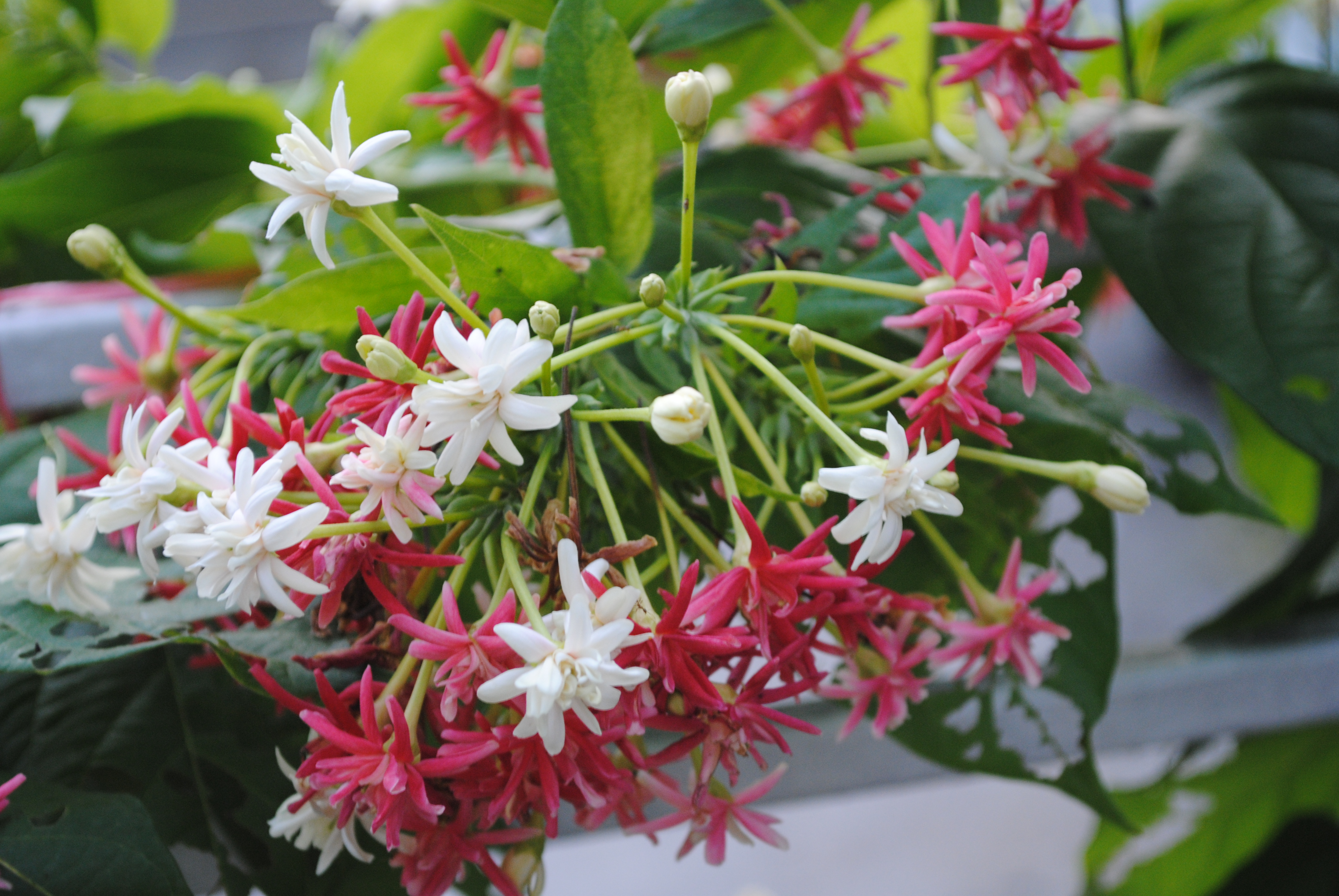 เล็บมือนาง