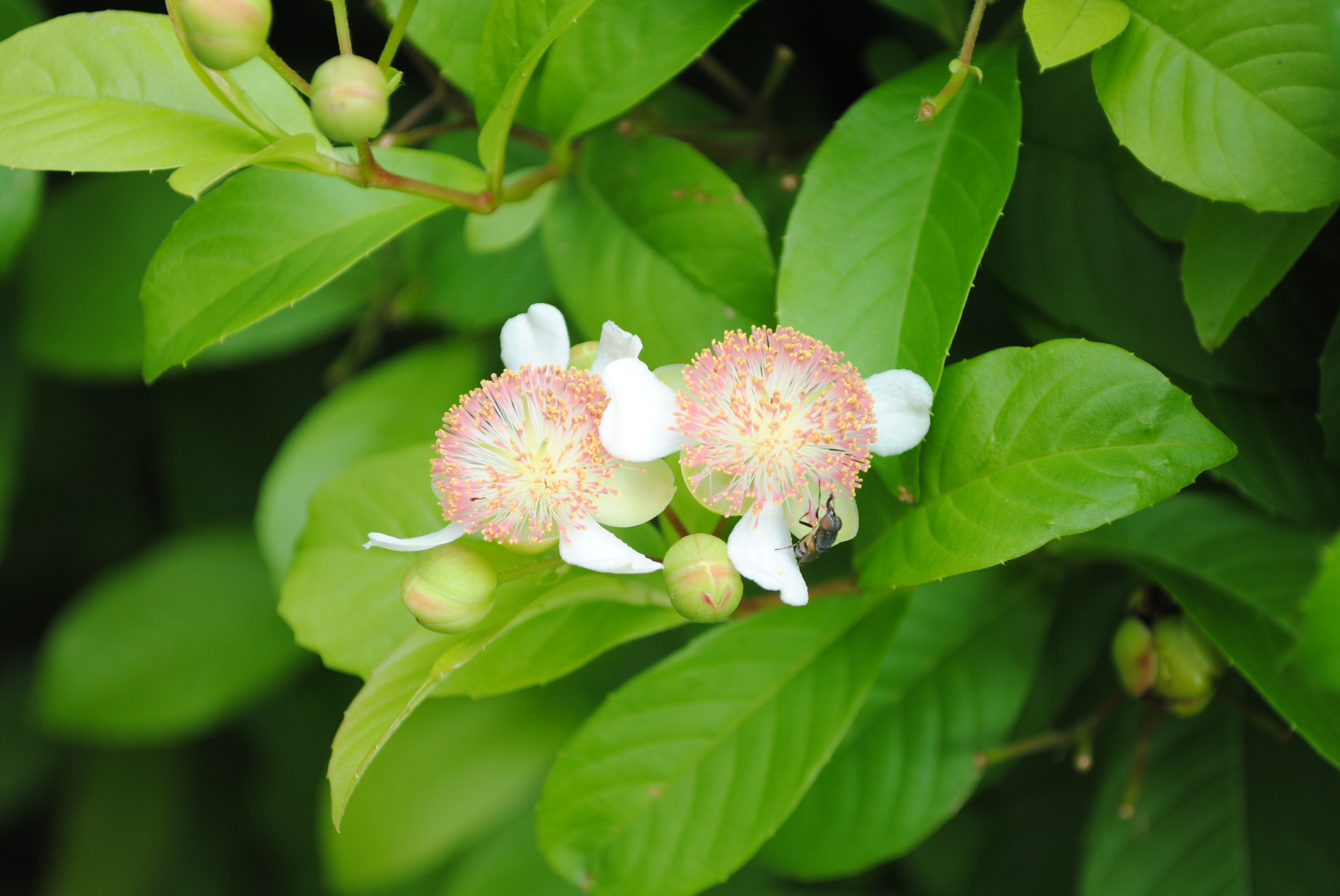 รสสุคนธ์แดง