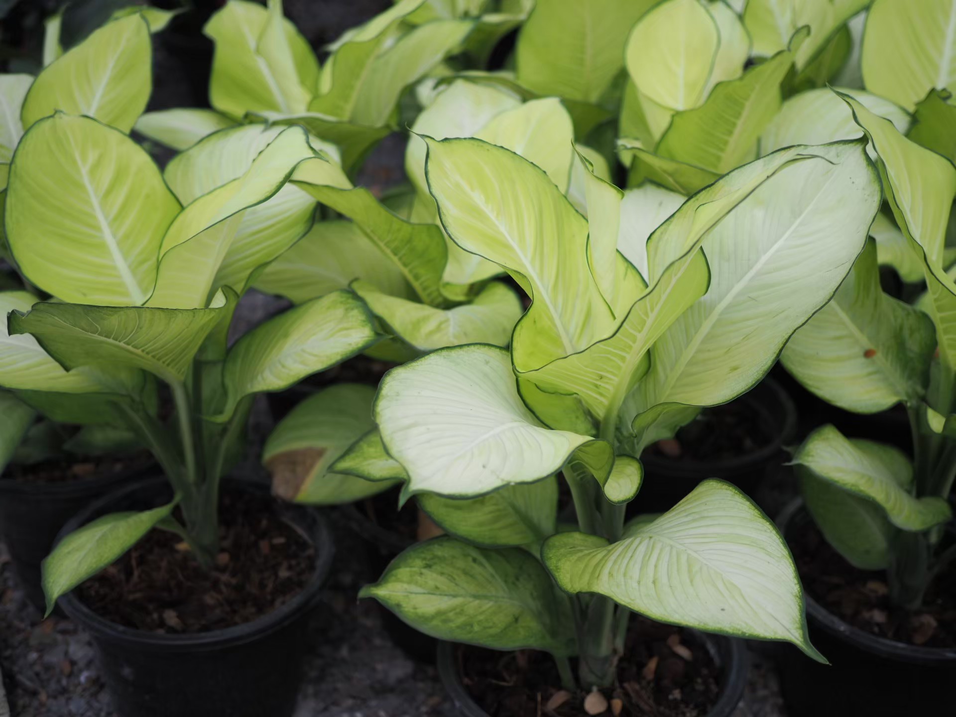 แสงจันทรา