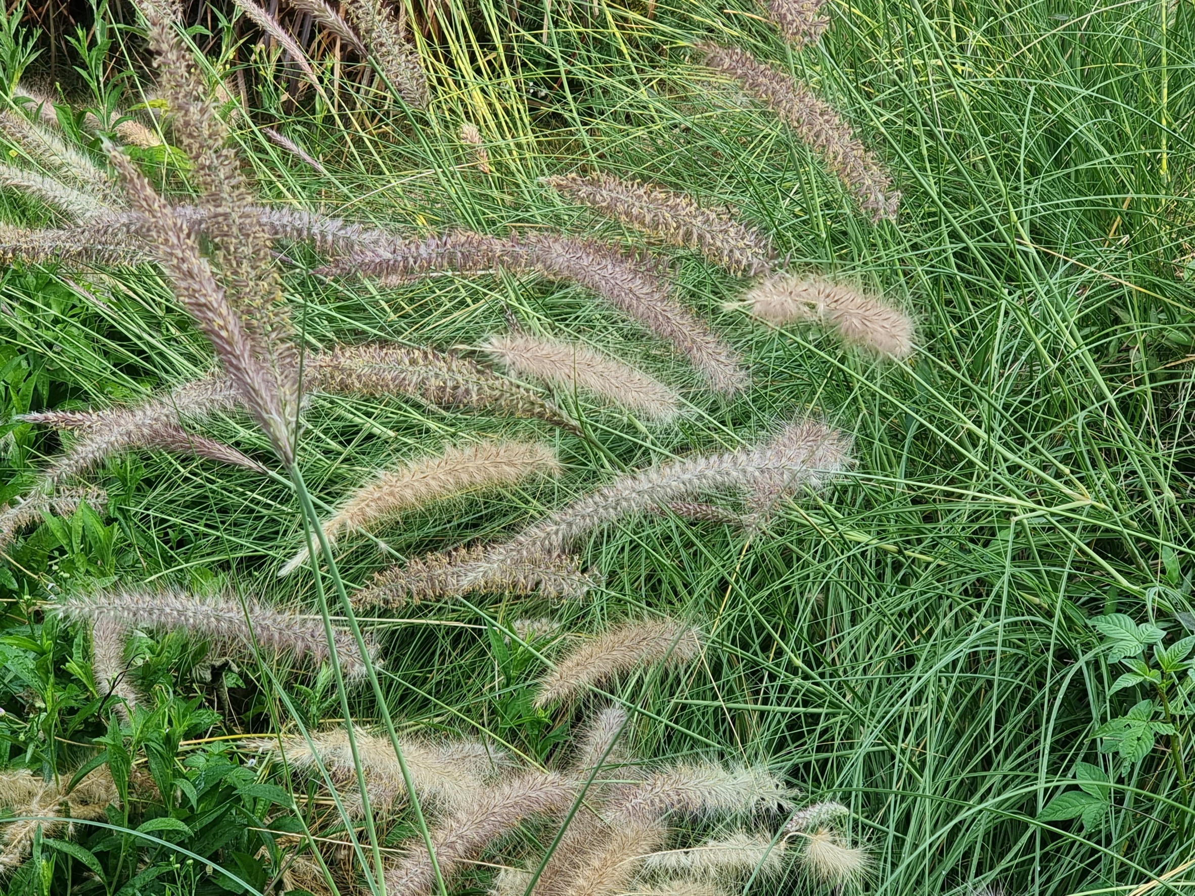 หญ้าน้ำพุ