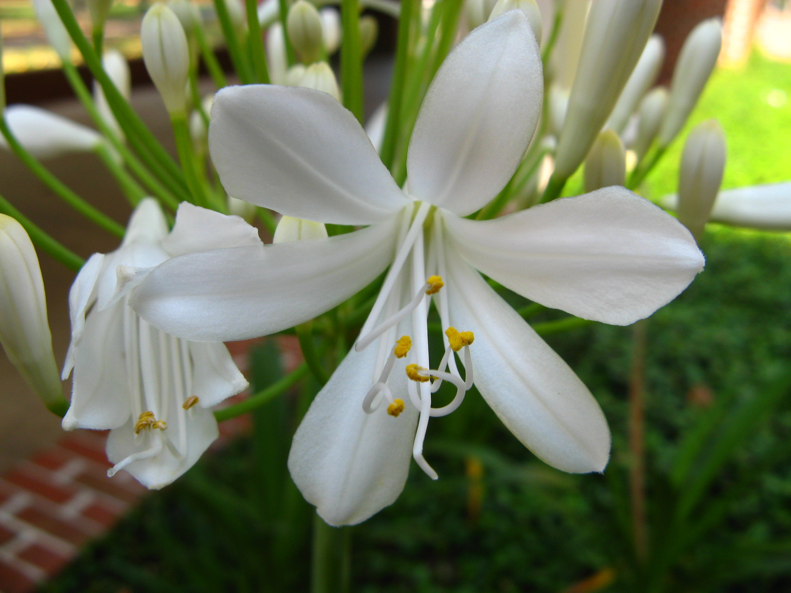 อกาแพนทัส