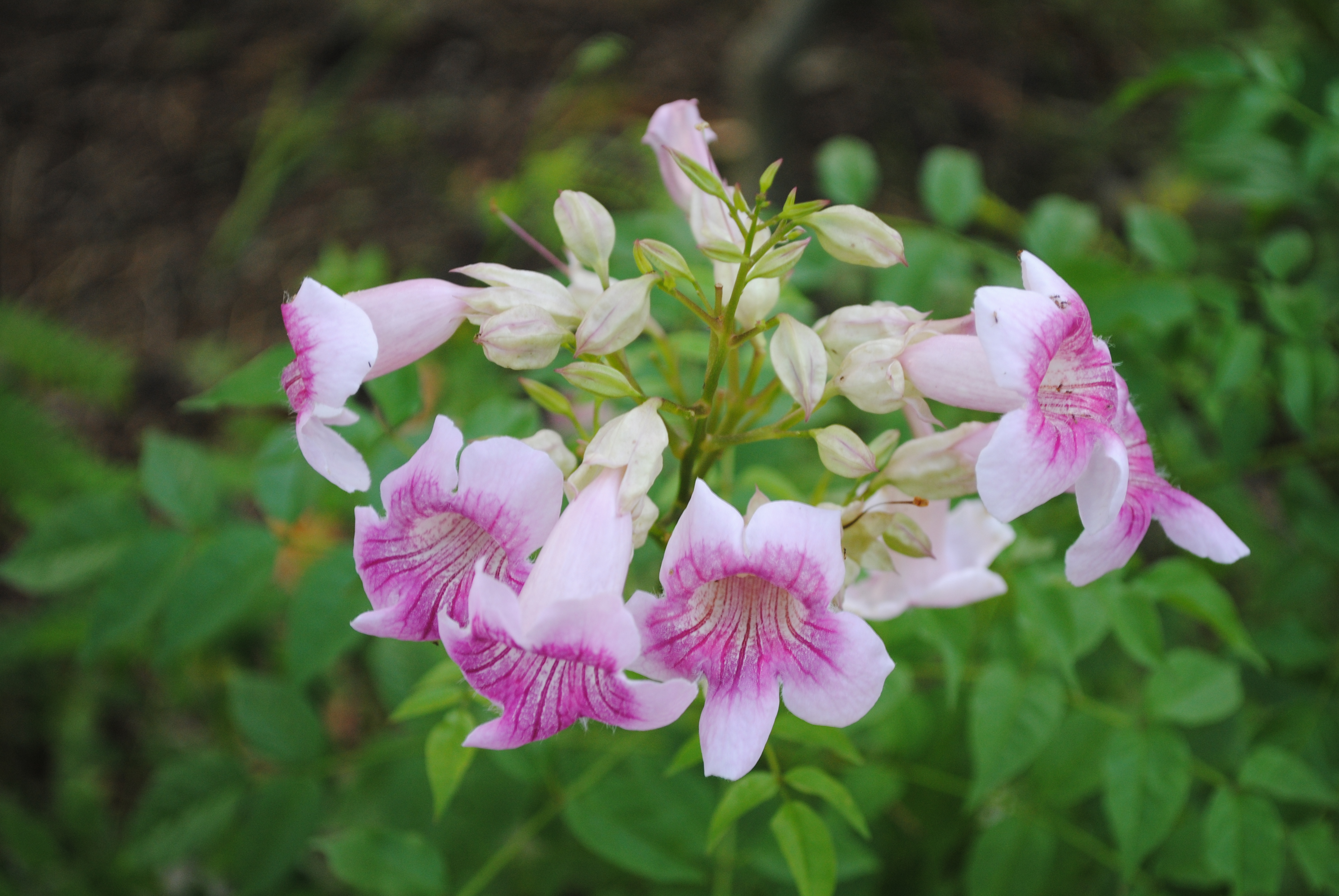 แฮปปี้เนส