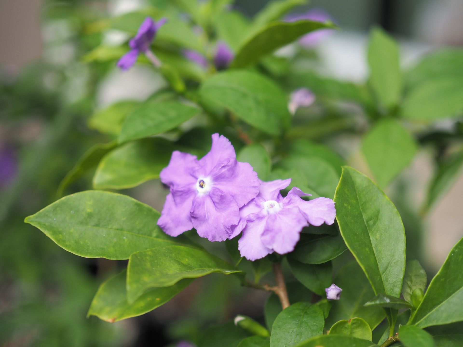 พุดสามสี