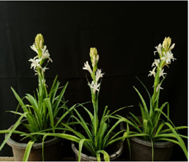 A group of white flowers in a row

AI-generated content may be incorrect.