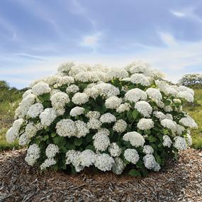 FlowerFull® Smooth Hydrangea